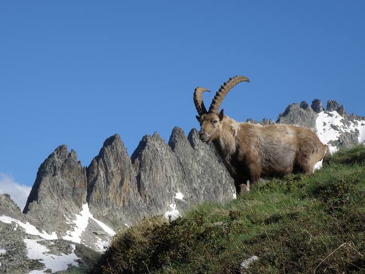 photo of a horned mountain goat in the mountains