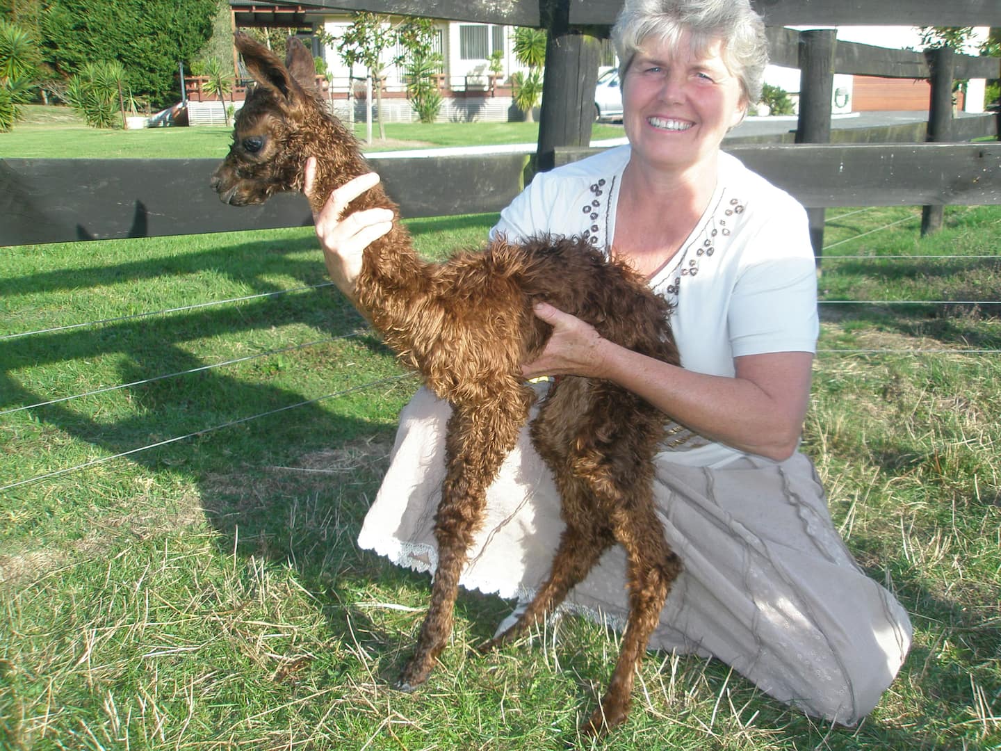 Awaawaroa Alpaca Farm Pukekohe Auck 2