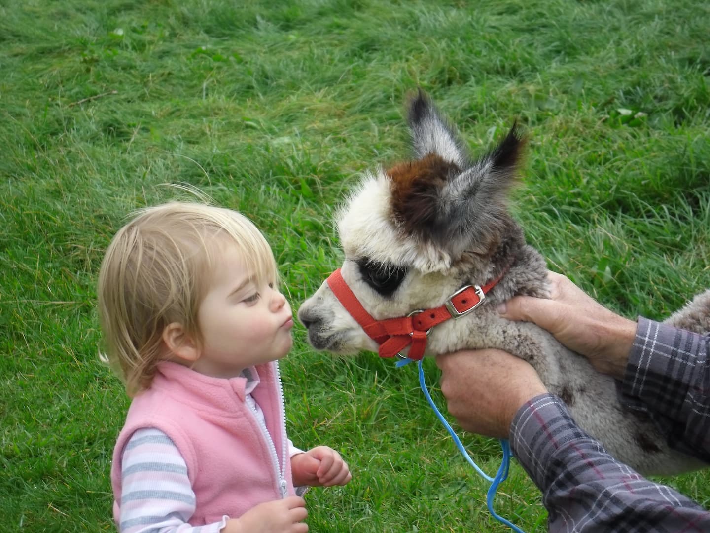 Awaawaroa Alpaca Farm Pukekohe Auck 4