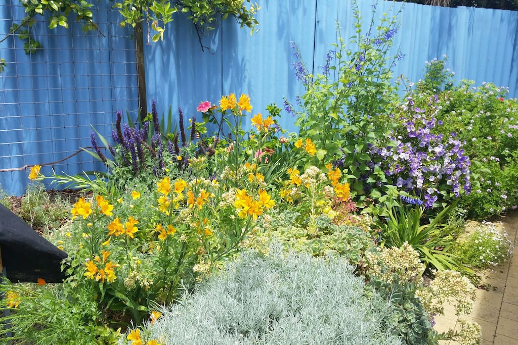 part of the back garden in spring