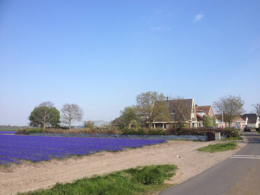 Rondom het huis liggen de bollenvelden. In het voorjaar kleurt de omgeving blauw, rood etc. De geuren van de bloemen zijn heerlijk