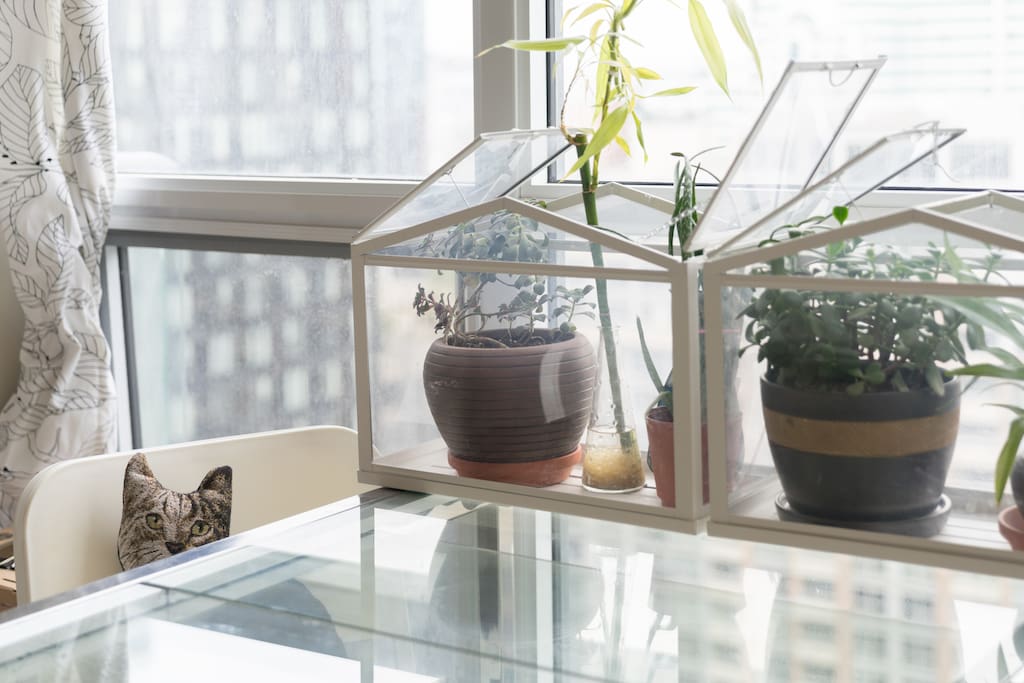 Lots of indoor plants, high-rise view and unique decors