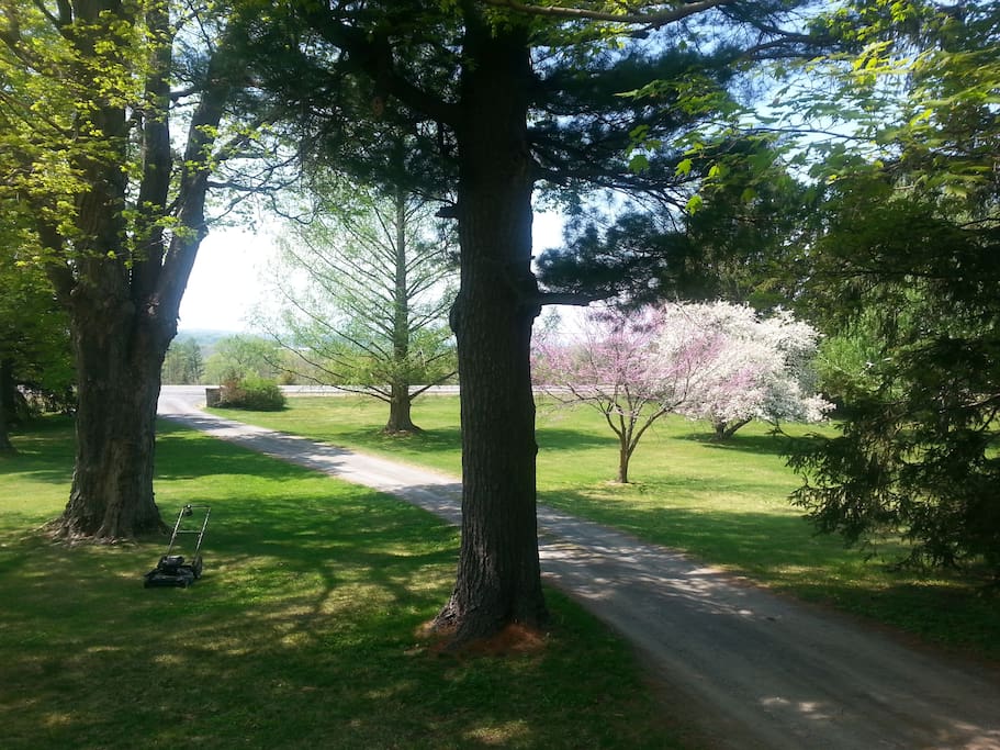 A view to the road from the front porch