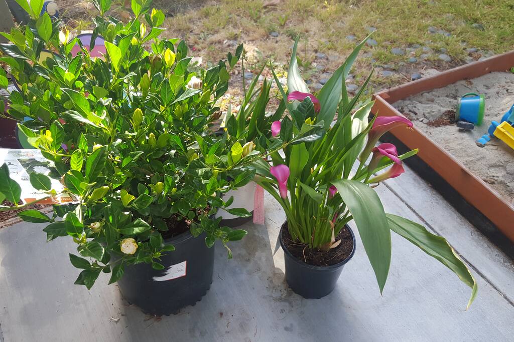 Fragrant Gardenia & Calla Lily