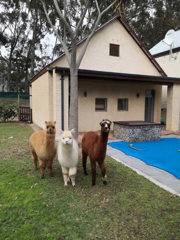 The Vans, High Riding Country Estate gallery image 3