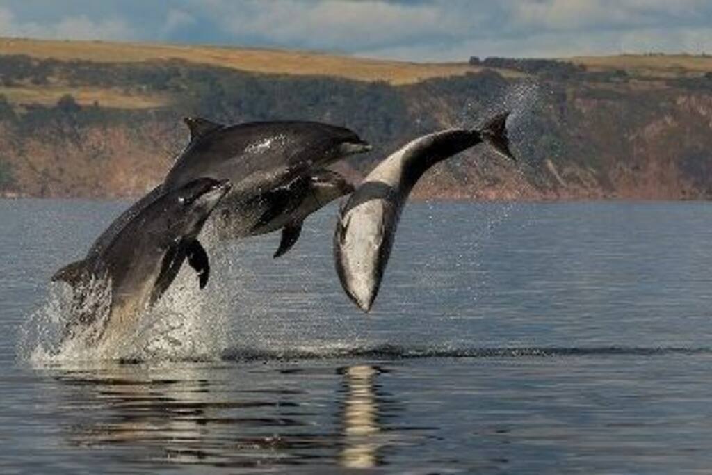Dolphins in the Cromarty Firth
