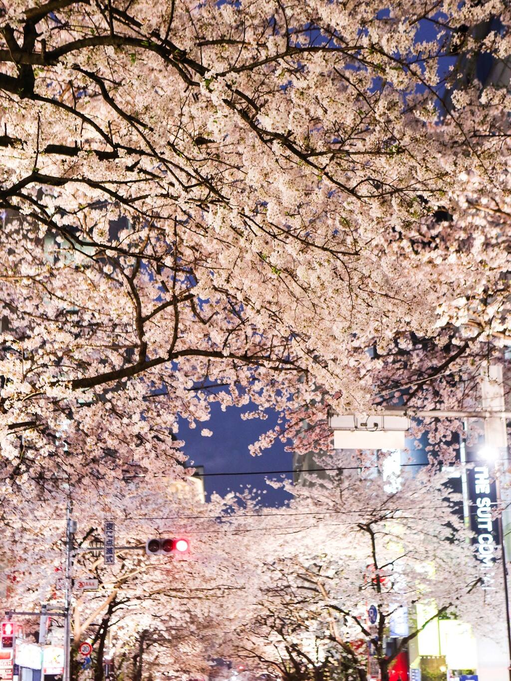 易醉樱时 东京八重洲樱花道 东京旅游攻略 尽在airbnb爱彼迎 易醉樱时 东京八重洲樱花道 东京旅游攻略 尽在airbnb爱彼迎