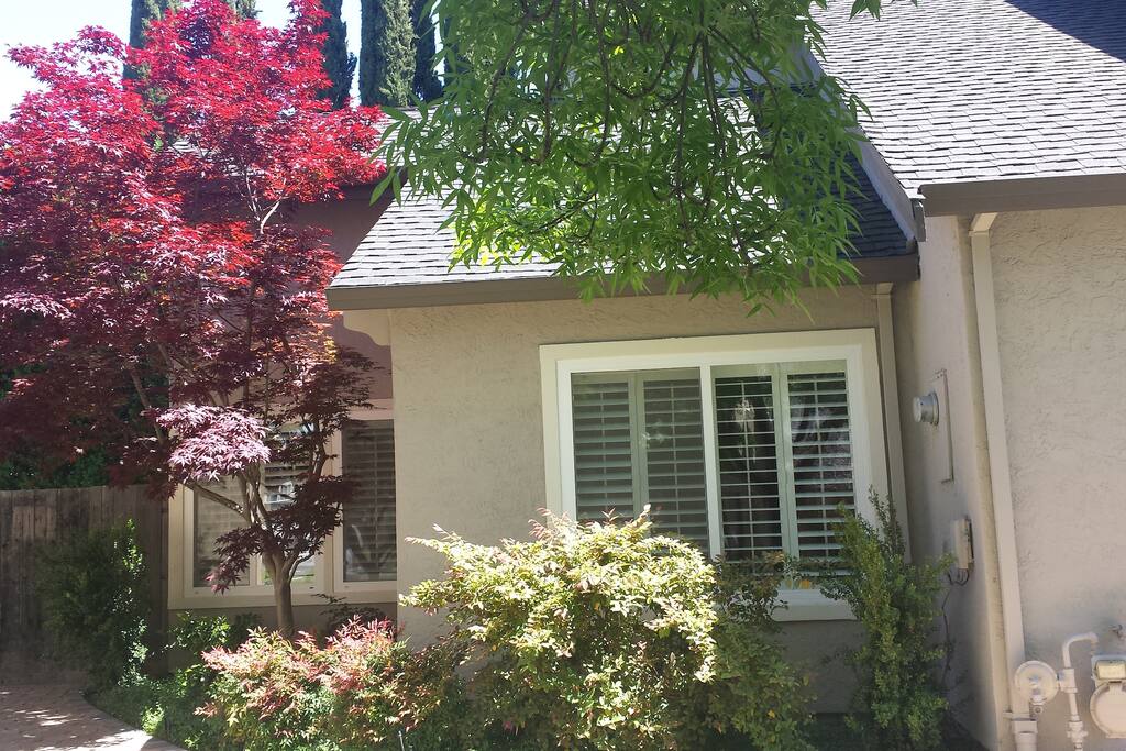 There's a pretty maple outside the window!