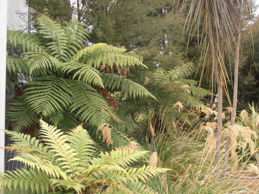 Small forest along the driveway