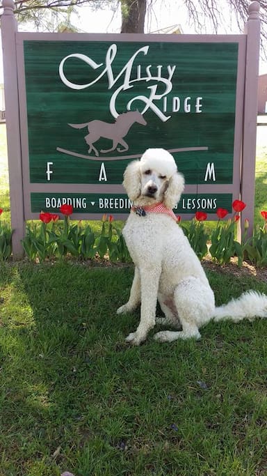 Our fun Poodle