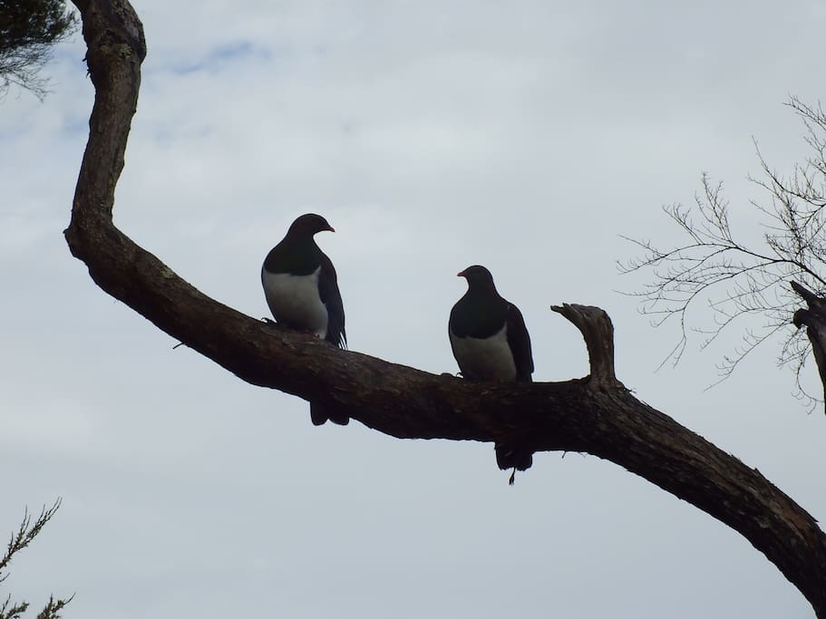 We have to share...
(kererū - native wood pigeon) ,sometimes just 4 meters away from the deck.