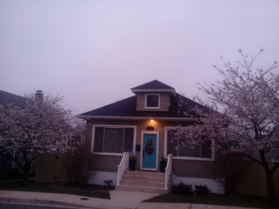 Cherry Blossom Style