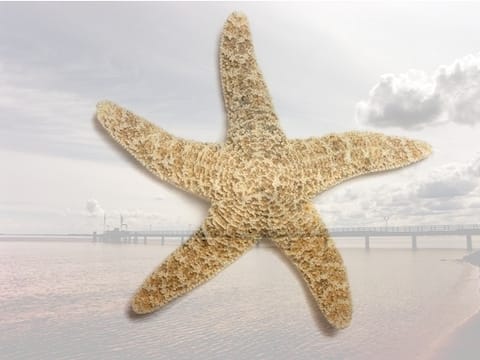 Top-Lage! Ferienwohnung in der Strandallee