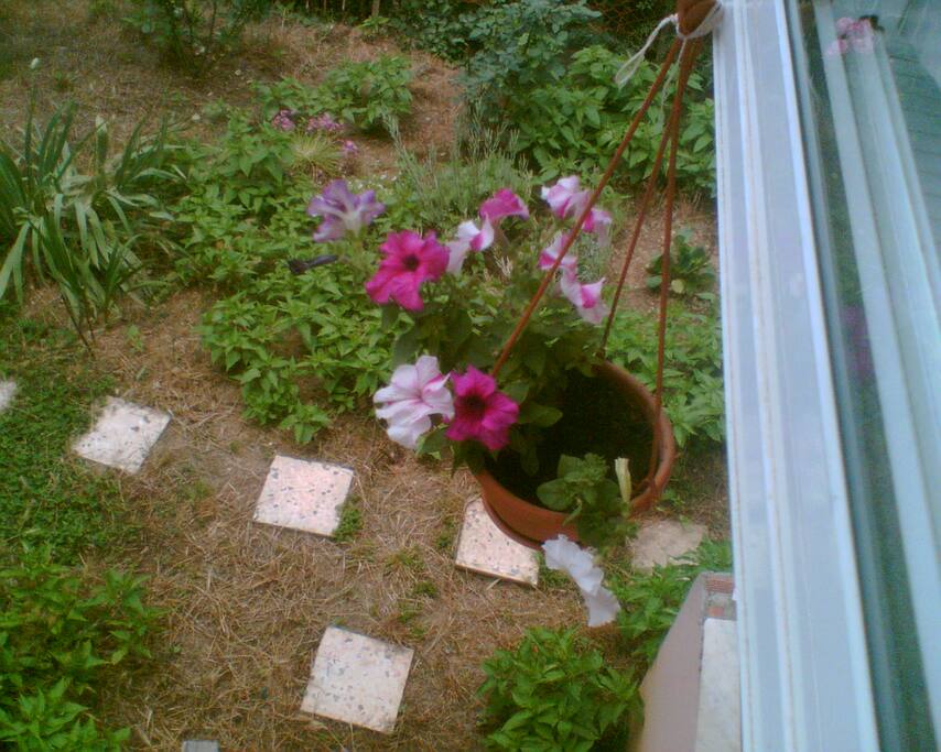 The garden of the home.