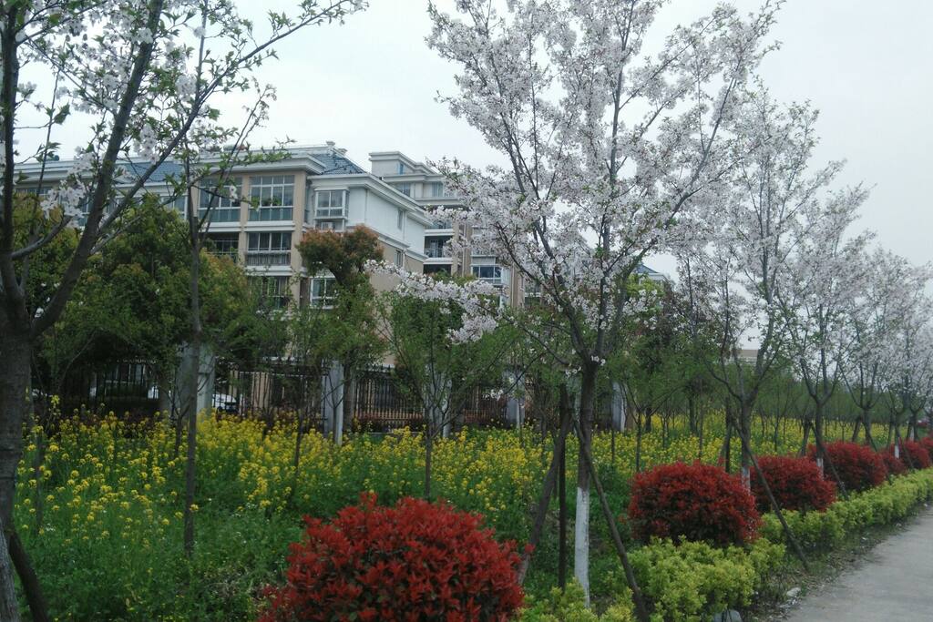 花的世界