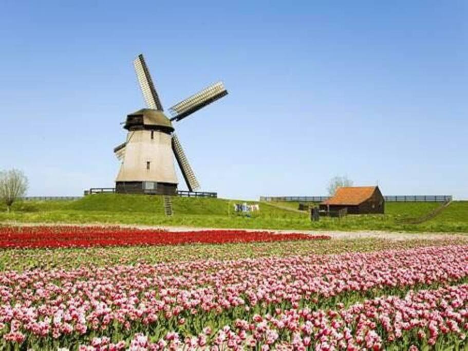 Can it be more Dutch?