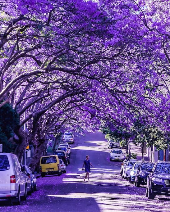 Jacaranda Bloom October - November - 5 mins walk from your house