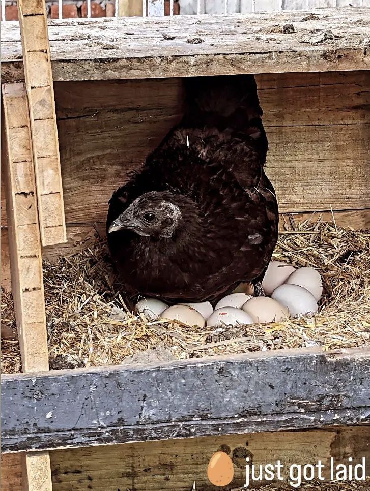 A hen is nestled in a wooden nesting box, surrounded by straw. Several eggs are visible beneath her, illustrating a cozy setting in a natural farm environment.