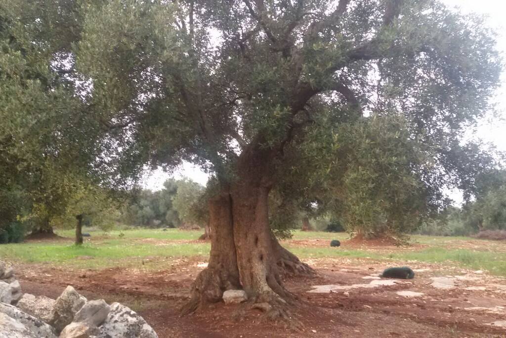 Campagne nei dintorni