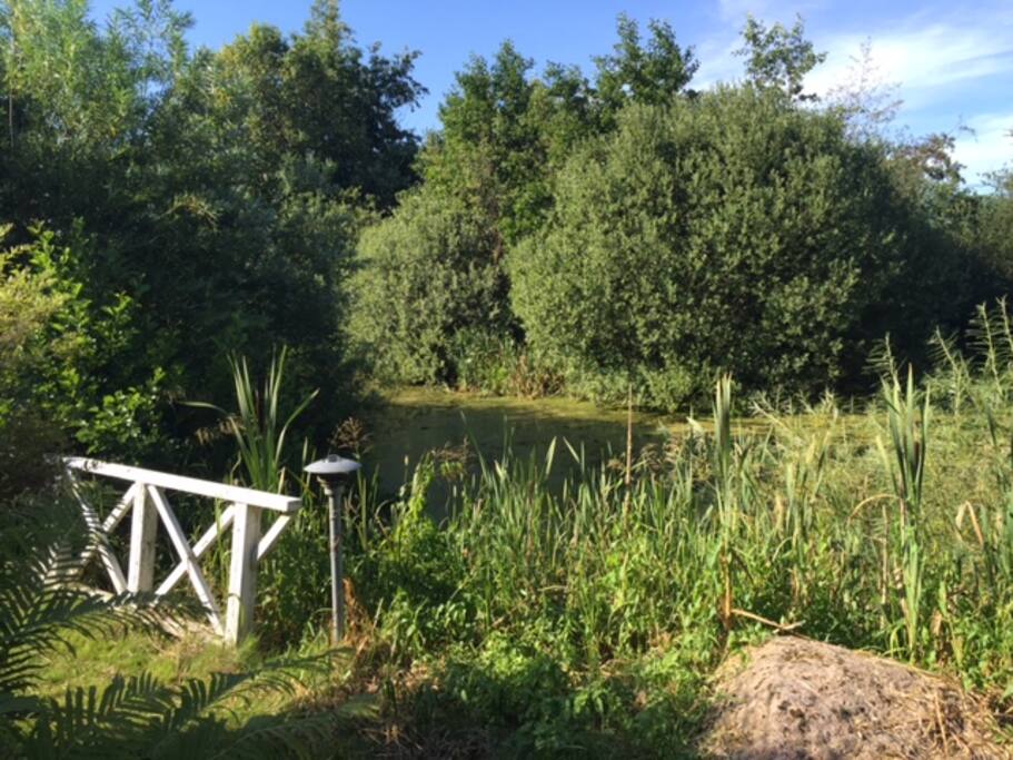 Vores lille sø