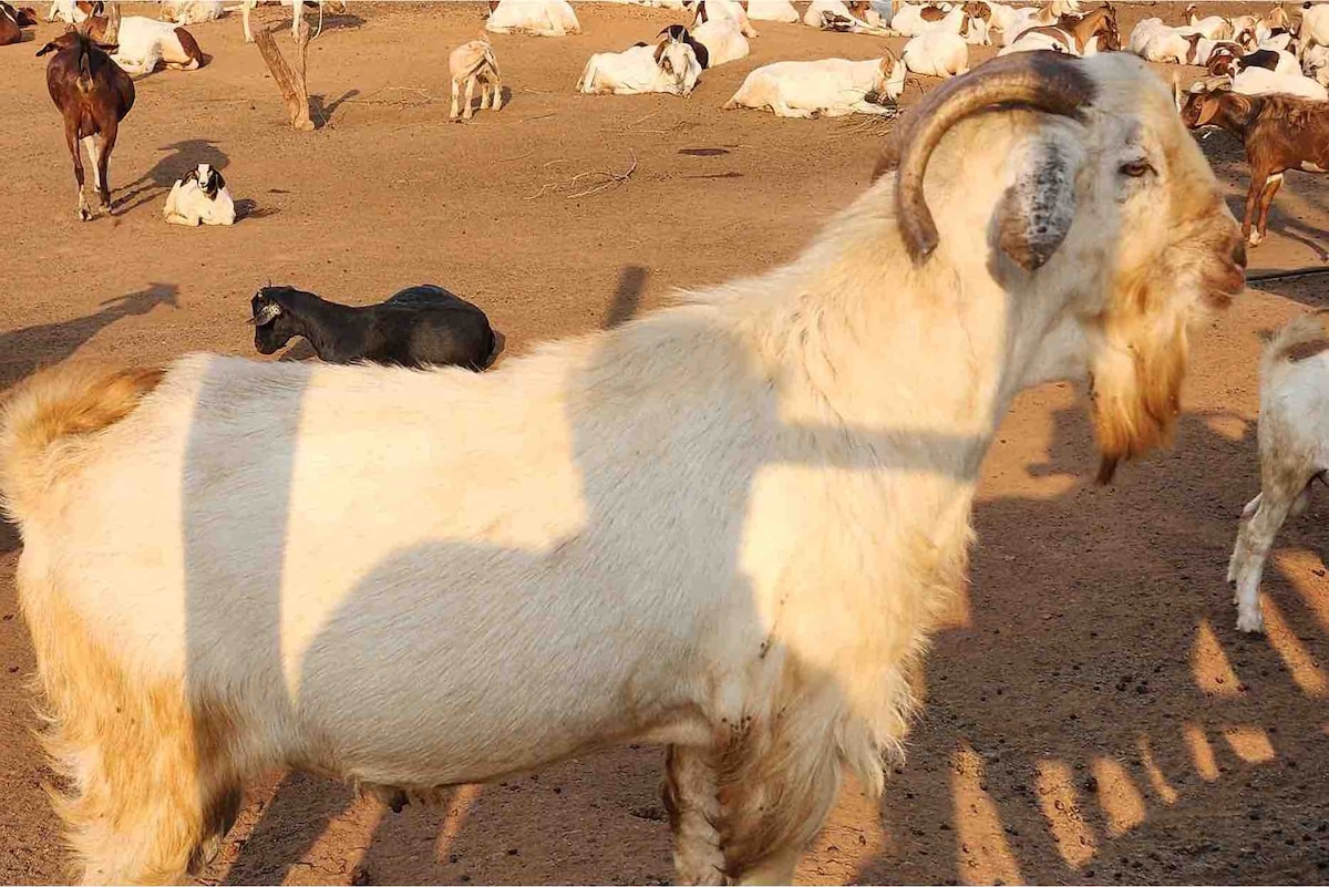 A white goat with prominent horns is depicted in the foreground, standing on a sandy terrain. Multiple goats are visible grazing in the background, creating a natural farm setting. The play of shadows adds dimension to the scene, highlighting the goat's features.