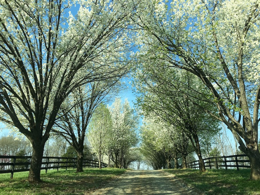 Spring has sprung on the farm, and this is how it's greets you- Welcome to Green Springs!!