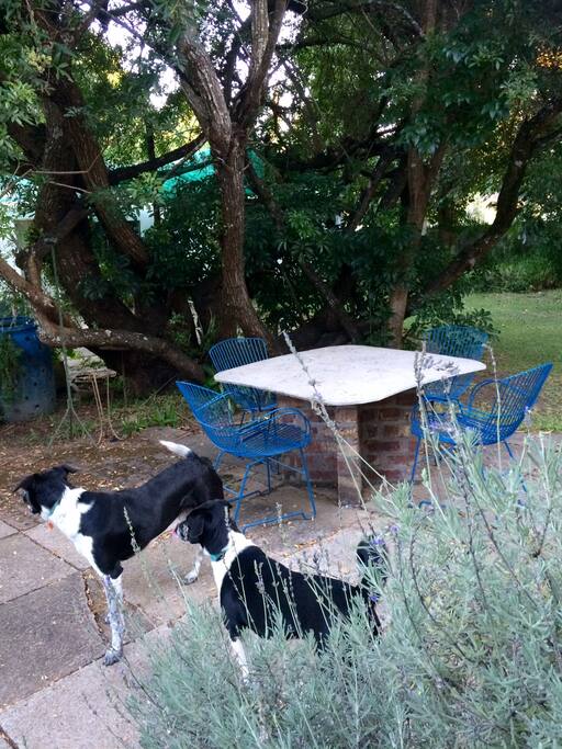 Two family friendly dogs, they will love you!