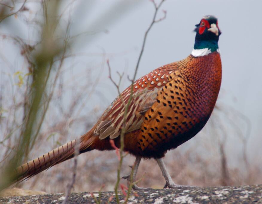 Pheasant on back wall