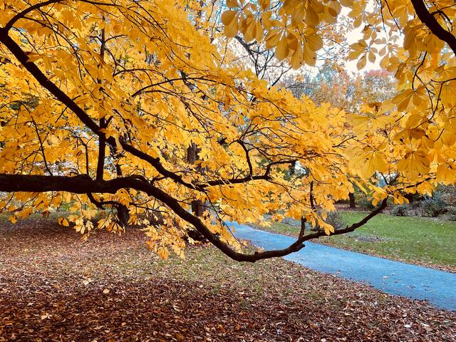 3 blocks to Strong/Golisano, UofR gallery image 4