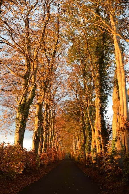 Na fálta dochra beaga - the wee dark hedges