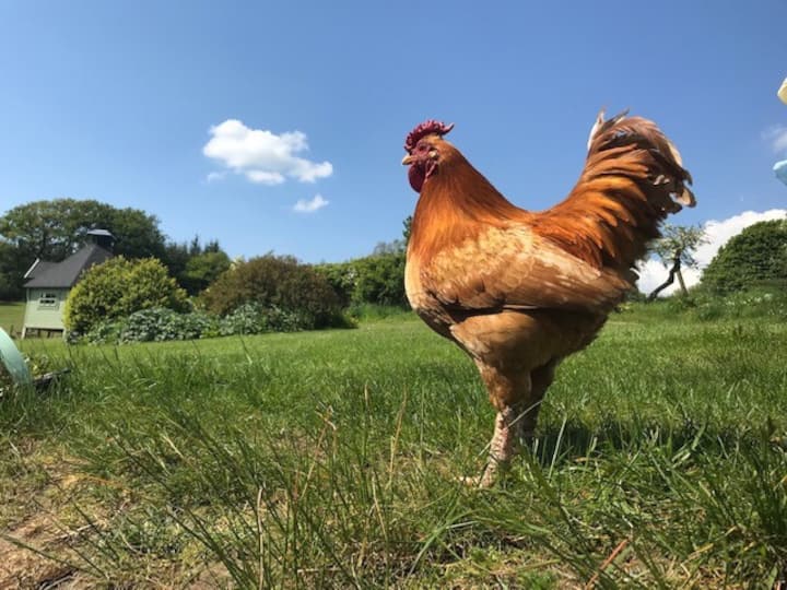 Farm Stay - The Coo Shed - stylish cottage