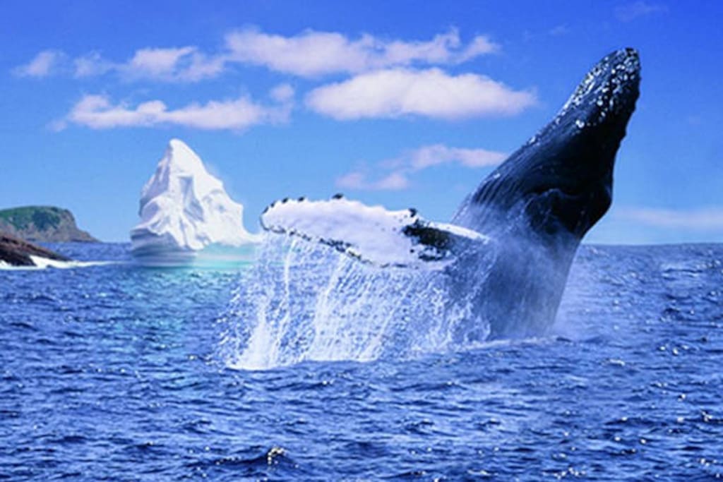 Whales and Icebergs!