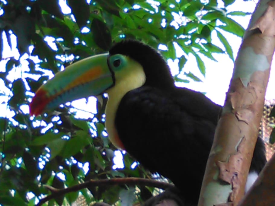 Cerca se ubica el zoológico de la Catarata de la Paz