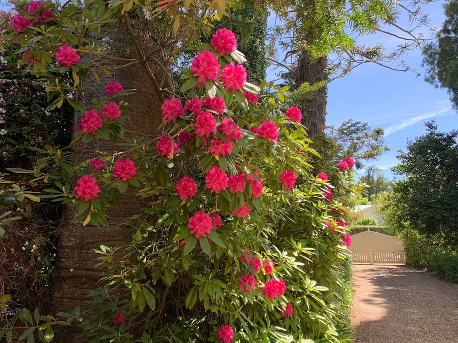 Rhododendron lined driveway