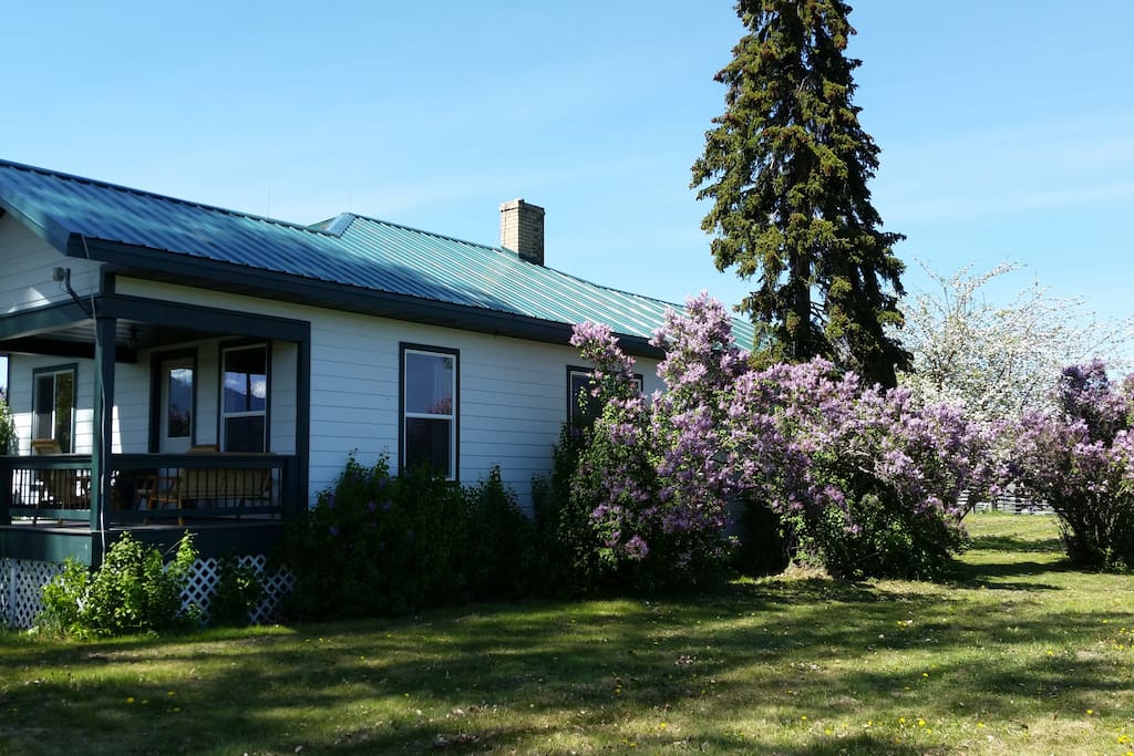 Springtime brings out the lilacs all around the house.
