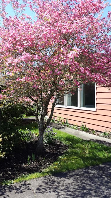Walkway to the front door