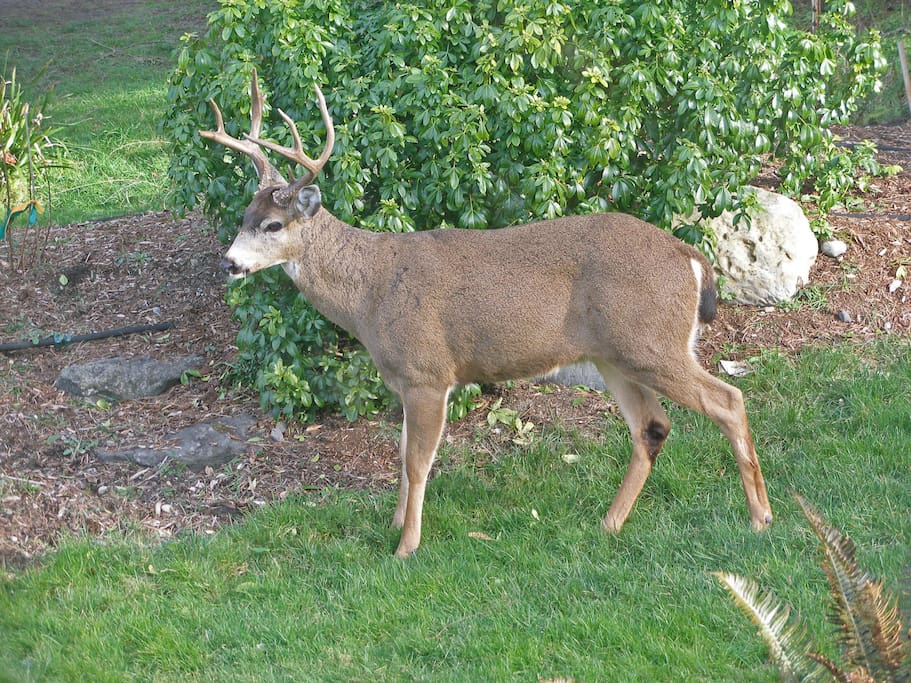 In the yard.