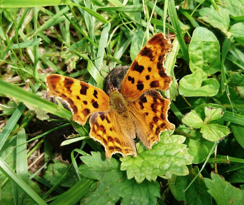 Comma butterfly