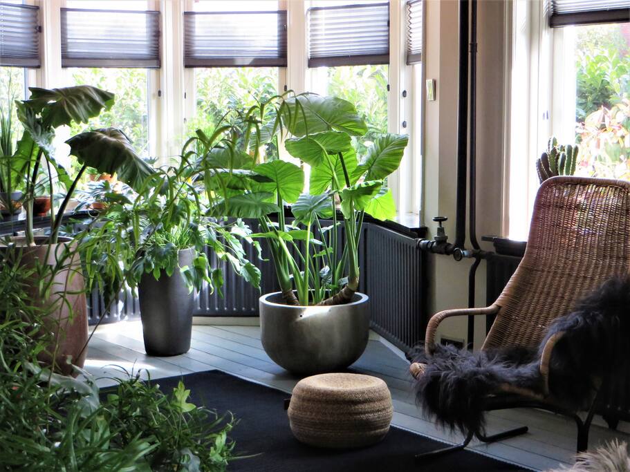Our 'urban jungle'