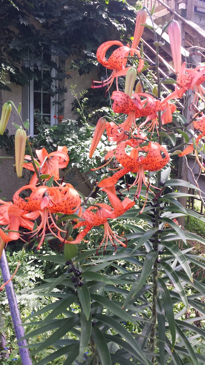 Top 12 Airbnb Vacation Rentals In Bloomington, Minnesota Updated 2024