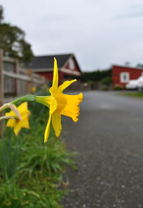 An abundance of Daffodils in Spring