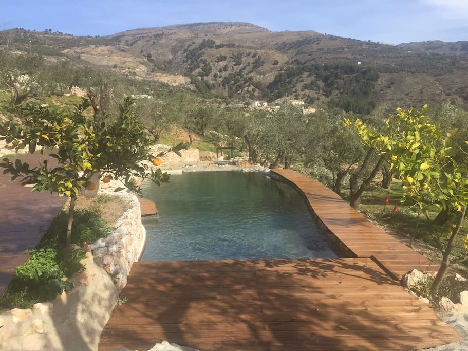 Natural organic swimming pool