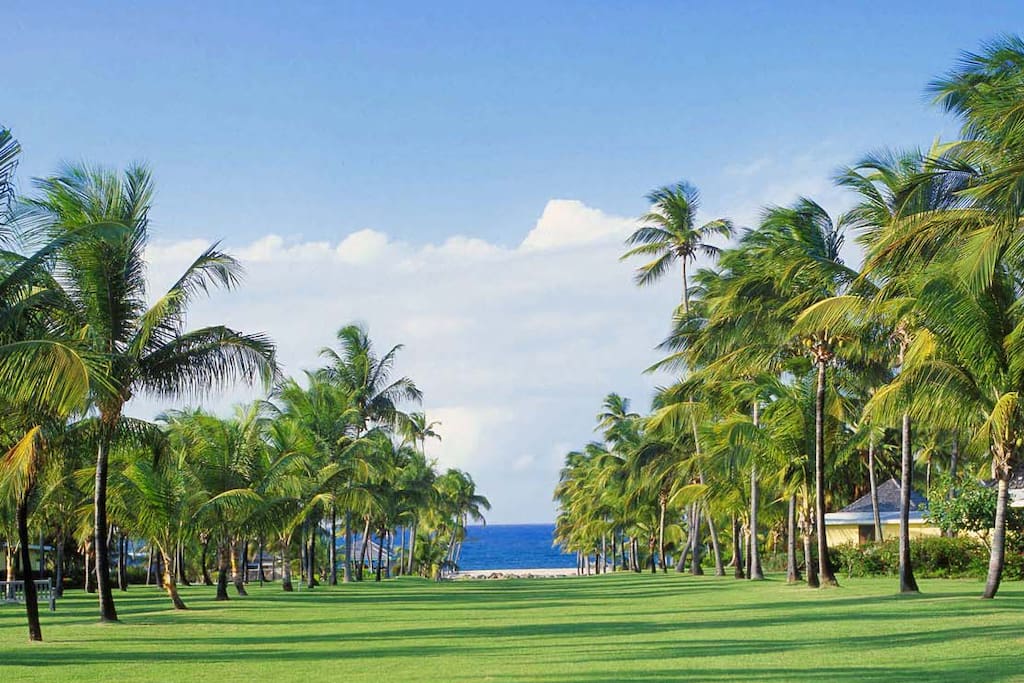 The signature Avenue of the Palms at Nisbet Plantation leads from the Great House to the beach.