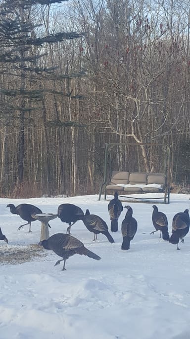 Local wild turkeys are a common sight!