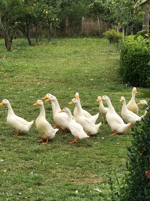 Pekin ducks in the orchard
