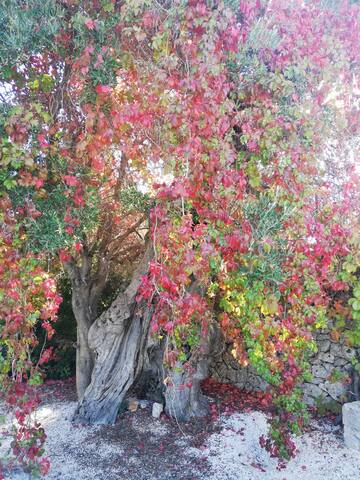 Masseria Pugliese Farm gallery image 5