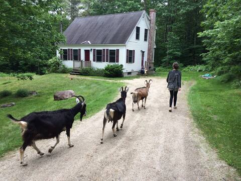 Great Goat Get-away in Southern Maine!