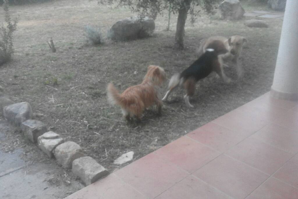 i miei cani che giocano nel giardino della casa