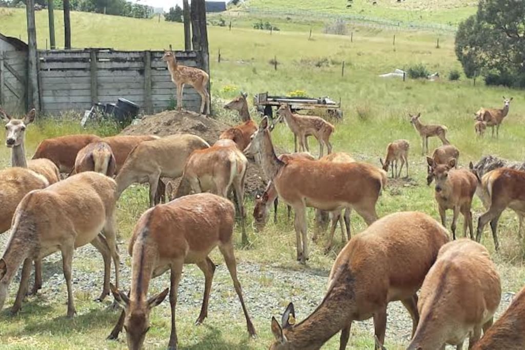 Deer grazing next to Homestead