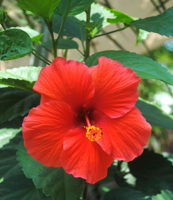 HIBISCUS